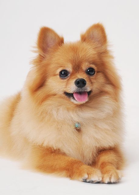 pomerania spiz picture